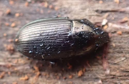 Amara sp.